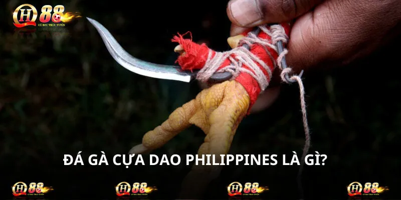 Đá gà cựa dao Philippines phổ biến trên nền tảng online