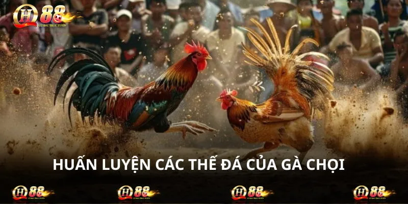 Sư kê nên tập trung huấn luyện chiến binh của mình các chiêu độc