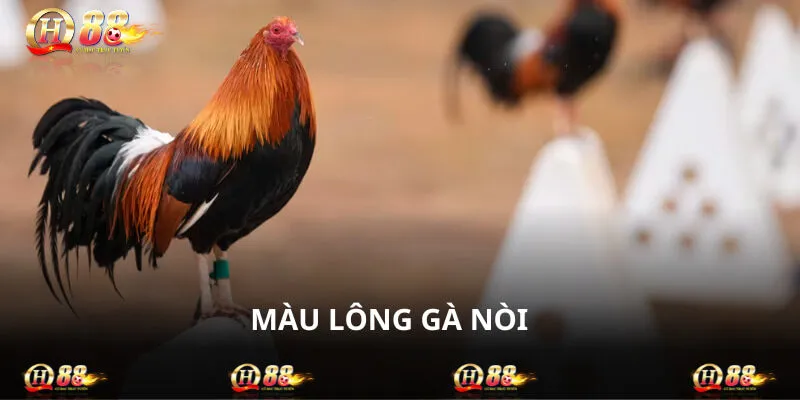 Màu Lông Gà Nòi - Bí Kíp Chọn Chiến Kê Dũng Mãnh Hăng Máu